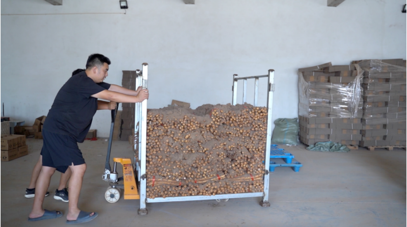 紅薯,95,拼多,億斤,小伙,豐收 豐收季來臨，95后小伙成開封“紅薯大王”，在拼多多年銷紅薯上億斤